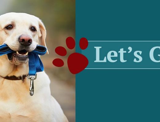 Yestraining for Dogs