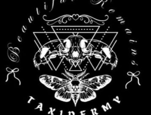 Beautiful Remains Taxidermy